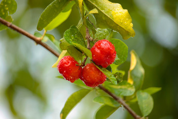 Acerola cherry on the tree with water drop, High vitamin C and antioxidant fruits.