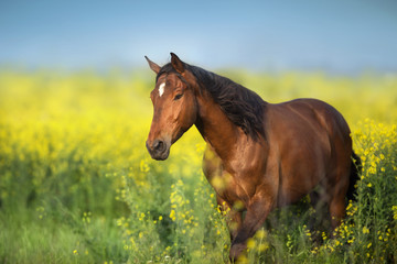 Wall Mural - Bay horse with long mane on rape field