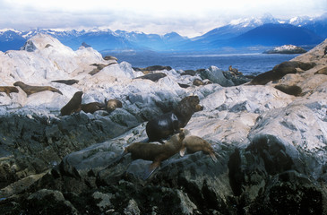 Wall Mural - Southern sea lions on Rocks near Beagle Channel and Bridges Islands, Ushuaia, southern Argentina