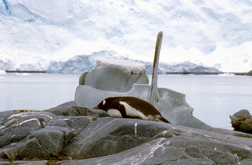 Wall Mural - Gentoo penguin (Pygoscelis papua) and whale bone in Paradise Harbor, Antarctica