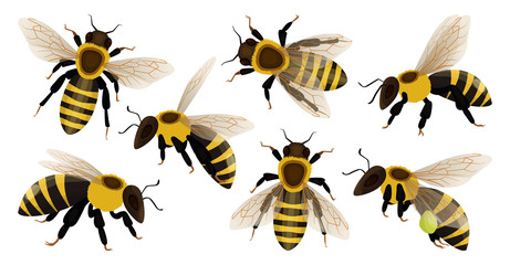 honey bee isolated cartoon set icon. vector illustration animal of honeybee on white background. vec