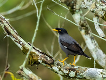 The Javan Myna (Acridotheres Javanicus) Is Predominantly Black With A Thick Yellow Eye Ring, Legs And Beak, Also Can Raise The Feathers On Its Forehead Into A Dramatic Crest.