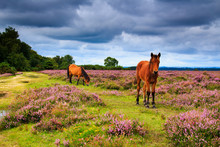 Wild Ponies Grazing In The Heath-land Of The New Forest In Hampshire South East England UK