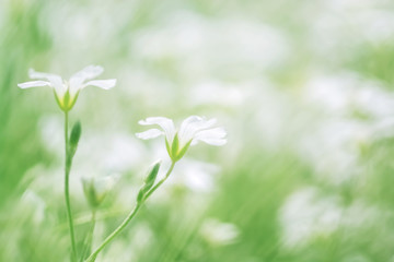 Wall Mural - little white wildflowers outdoors. beautiful spring and summer natural background. selective soft fo