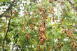 Tamarind tree tropical fruit - ripe tamarind on tree with leaves in summer background