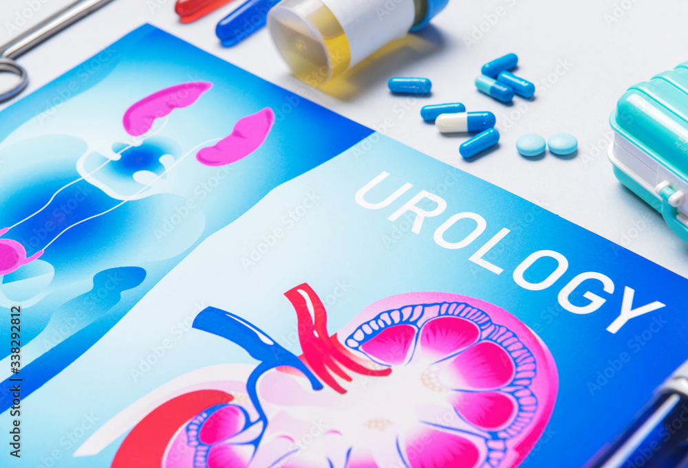 Picture of urogenital system on white background