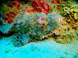 Wall Mural - The amazing and mysterious underwater world of Indonesia, North Sulawesi, Manado, scorpionfish