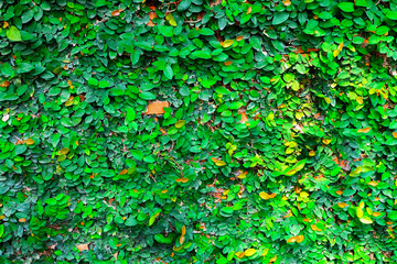 The wall of the house is a brick decorated with green plants.