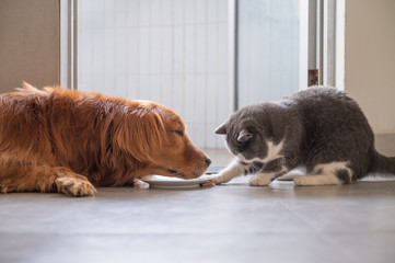 Wall Mural - British shorthair cat and golden retriever eating together