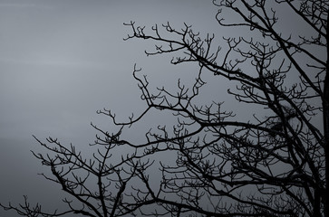 Wall Mural - Silhouette dead tree on dark dramatic sky and white clouds background for peaceful death. Despair and hopeless concept. Sad of nature. Death and sad emotion background. Dead branches unique pattern.