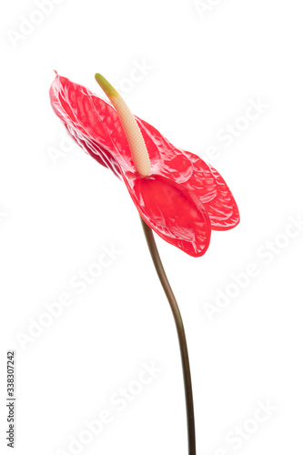 Single beautiful anthurium flower.
