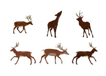Set Of Deer Silhouettes. - 6 Poses For Illustrations - 