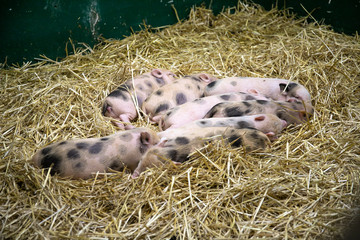 Little pigs in the hay. Animals.Close-up