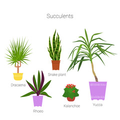 Colorful set of potted succulent houseplants. Flat style vector illustration