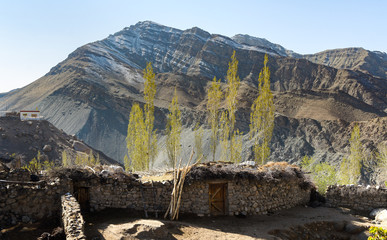 Traditional mud and wood houses, rice crops and poplar trees in a green valley between the dry mountain range of Ladakh, India