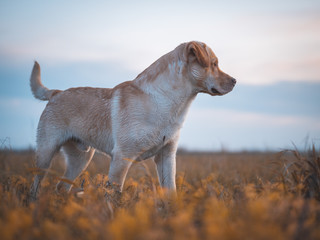 young white brown labrador retriever looking into the distance on a brown field.