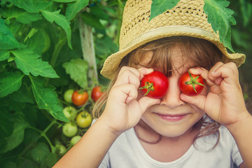 Wall Mural - A child in a garden with tomatoes. Selective focus.