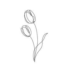 Two Tulips Flower Continuous Line Drawing. Vector Illustration