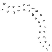 Gecko Footprint Vector Illustration Design