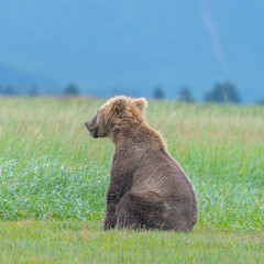 coastal brown bear (ursus arctos) in meadows at hallo bay, katmai np, alaska
