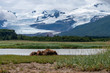 © Mark Hunter - Coastal Brown Bear (Ursus arctos) family in a meadow by a river in hallo Bay, Katmai, NP.