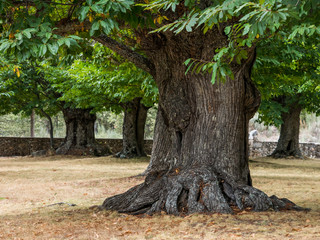 Thousand year-old big sweet chestnut tree with a very thick trunk. Sanabria, Zamora, Spain