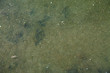 Texture of bleary water in the pond. Froggy pond water texture.