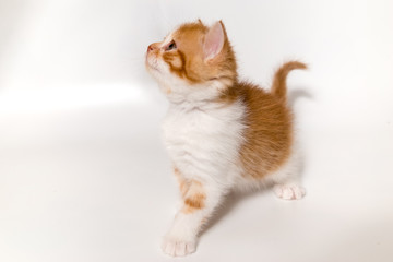 ginger kitten scottish cat on a white background