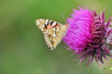 butterfly on flower