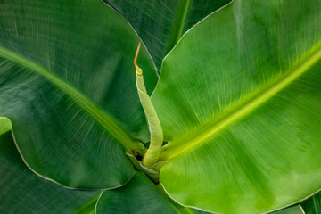 Poster - banana plant closeup