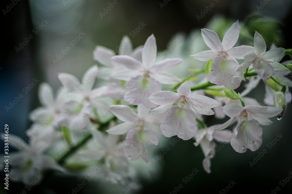 Close-up Of White Flowering Plant - obrazy, fototapety, plakaty 