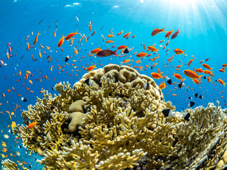 wide angle landscape picture underwater in the red sea of orange fish, sea goldies in Egypt, Marsa Alam around a coral with sun rays and blue water