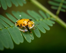 Macro Picture Of Yellow With Black Dots Tortoise Beetle In Bali, Indonesia On Green Leave With Green Background