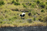 Fototapeta Łazienka - Male Ostrich approaching female for mating in Lewa Conservancy, Kenya, Africa