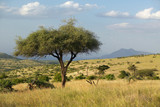 Fototapeta Sawanna - Acacia Tree at sunset at Lewa Conservancy, Kenya, Africa