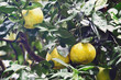 Unripe fruits of green grapefruit hang on a tree in the wild