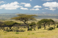 Mount Kenya And Lone Acacia Tree At Lewa Conservancy, Kenya, Africa
