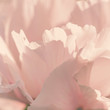 Pink rose petals close-up