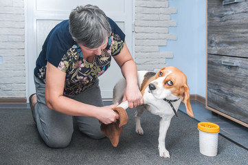 the owner of the dog washes her dirty paws after walking in a special device for washing paws and rags