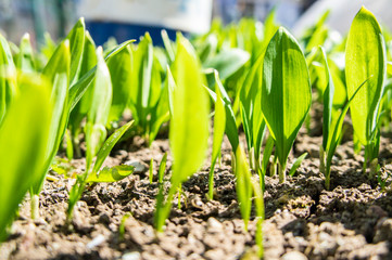 Summer green grass closeup. Large leaves. Agricultural field with plants in the sun. Background for graphic design of agro booklet.