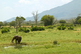 Fototapeta Sawanna - African Elephant at watering hole in Tsavo National Park, Kenya, Africa