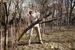 man cleans old trees, stumps in the backyard