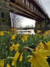 Daffodils Along The River Bank. Avenham And Miller Park, Preston 