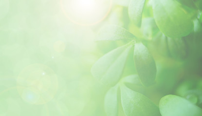 Blurred microgreen leafs. Copy space. Sun lights from window making sunflare. Nature greenery background.