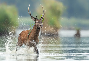 Fototapete - Deer buck ( Cervus elaphus ) close up