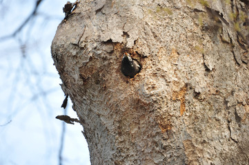 Gray starling