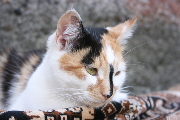 a picture of cute cat in the garden