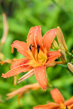 Close-up Of Raindrops On Orange Day Lily