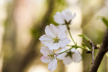 Close-up Of White Cherry Blossoms