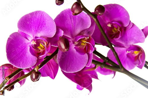 Naklejki orchidea   orchidea-na-bialym-tle